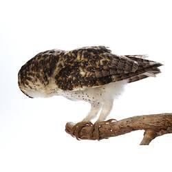 <em>Tyto novaehollandiae</em>, Masked Owl. [B 25864]