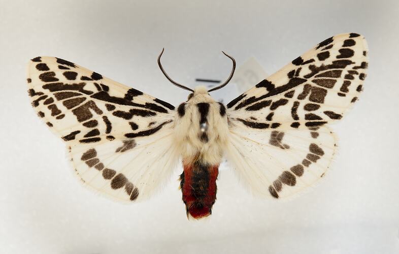 <em>Spilosoma glatignyi</em>, Black and White Tiger Moth, male. [HET 28969]