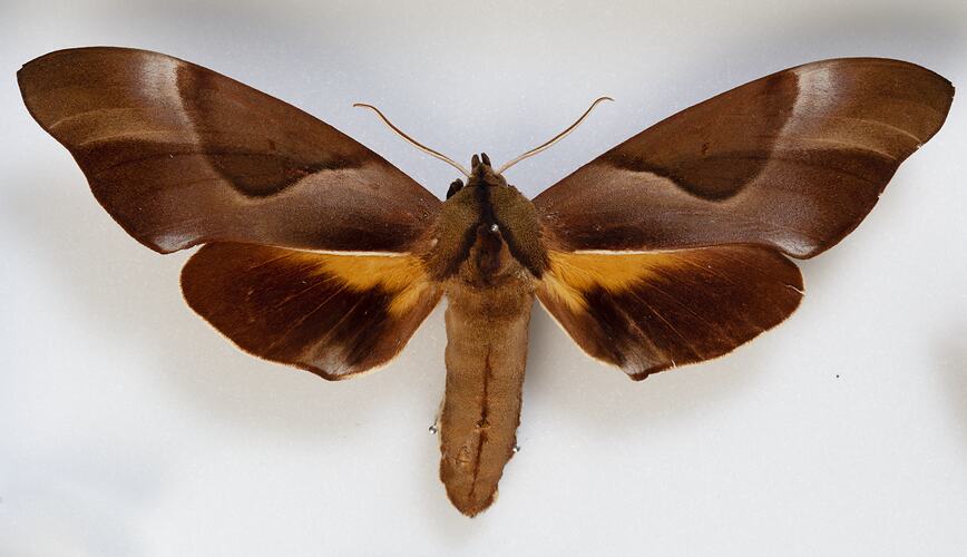 <em>Coequosa triangularis</em>, Double-headed Hawk Moth. [HET 5195]