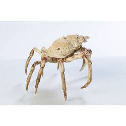 <em>Leptomithrax gaimardii</em>, Giant Spider Crab. [J 46721.15]
