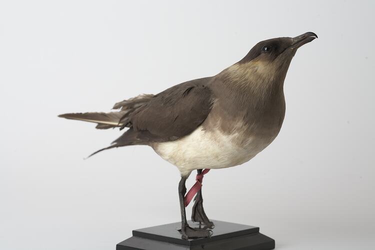 <em>Stercorarius parasiticus</em>, Arctic Jaeger, mount.  John Gould Collection.  Registration no. 45439.