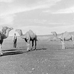 Negative - Camel Team Used by Water Boring Contractor, New South Wales, circa 1930