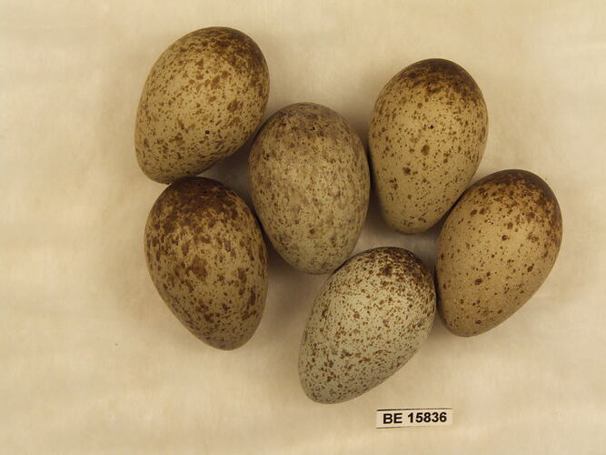 Six bird eggs with specimen label.