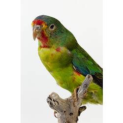 Green parrot specimen mounted on a branch.