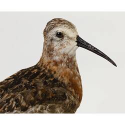 Speckled bird specimen with long beak, head detail.