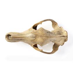 Research Focus, Genetic Conservation - Thylacine Skull, <em>Thylacinus cynocephalus</em> (Harris, 1808)