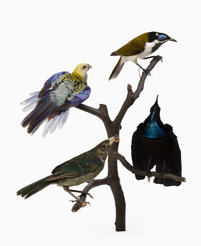 Four colourful bird mounts perched at varying heights on some branches.