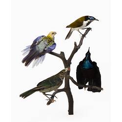 Four colourful bird mounts perched at varying heights on some branches.