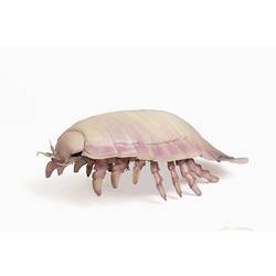 Cream and pink insect model with domed body and many short legs.