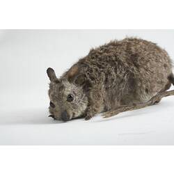<em>Lagostrophus fasciatus</em>, Banded Hare Wallaby, female, mount.  Registration no. C 28536.