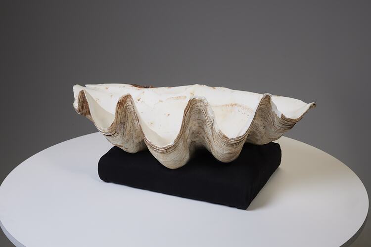 Giant clam shell with wavy edge.