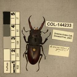 Shiny brown beetle specimen with large mandibles, pinned next to text labels.