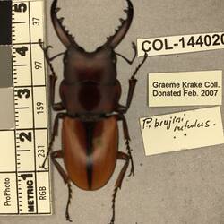 Shiny metallic brown beetle specimen with large mandibles, pinned next to text labels.