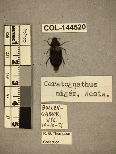 Shiny brown beetle specimen with large mandibles, pinned next to text labels.