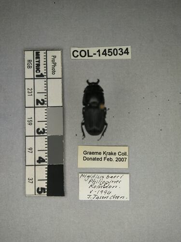 Shiny brown beetle specimen with large mandibles, pinned next to text labels.