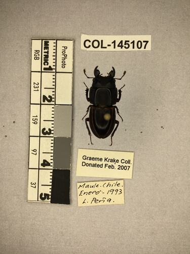 Dorsal view of pinned beetle specimen with labels.