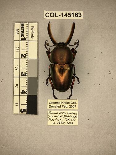 Shiny brown beetle specimen with large mandibles, pinned next to text labels.