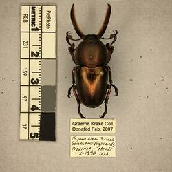 Shiny brown beetle specimen with large mandibles, pinned next to text labels.