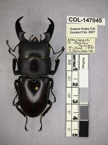 Shiny brown beetle specimen with large mandibles, pinned next to text labels.
