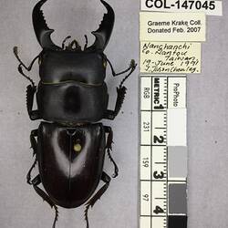 Shiny brown beetle specimen with large mandibles, pinned next to text labels.