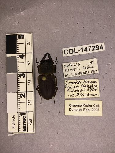 Shiny brown beetle specimen with large mandibles, pinned next to text labels.
