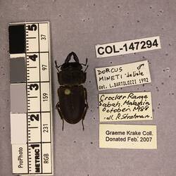 Shiny brown beetle specimen with large mandibles, pinned next to text labels.