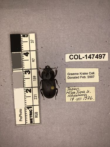 Shiny brown beetle specimen with large mandibles, pinned next to text labels.