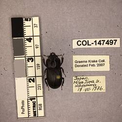 Shiny brown beetle specimen with large mandibles, pinned next to text labels.