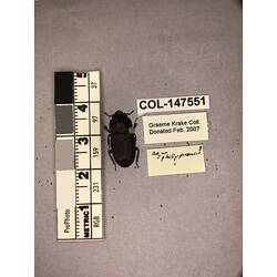 Dorsal view of pinned beetle specimen with labels.