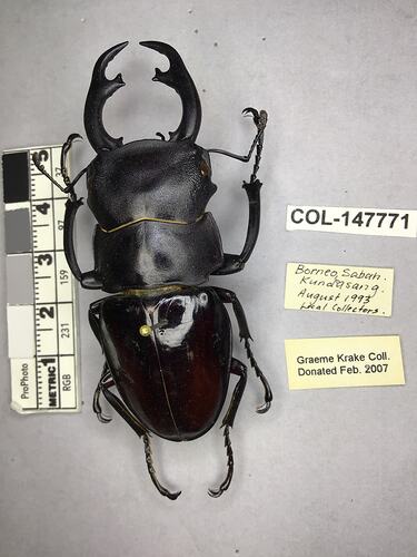 Shiny brown beetle specimen with large mandibles, pinned next to text labels.