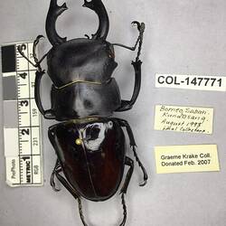 Shiny brown beetle specimen with large mandibles, pinned next to text labels.
