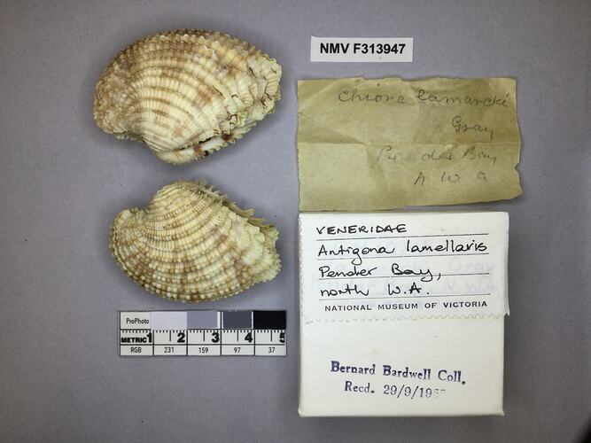 Dry Venus Clam shells beside labels.