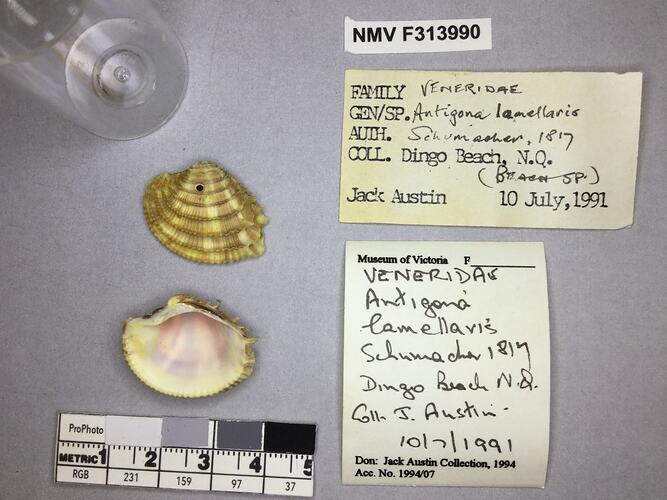 Dry Venus Clam shell beside labels.