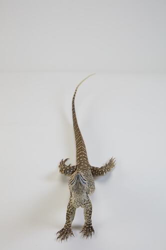 <em>Varanus gouldii</em>, Sand Goanna. [D 73697]