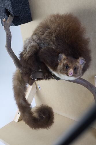 <em>Petauroides volans</em>, Greater Glider. [C 28397]
