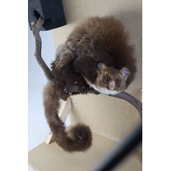 Our Wondrous Planet, Our Wild Family: Taxidermy Mount - Greater Glider, <em>Petauroides volans</em>