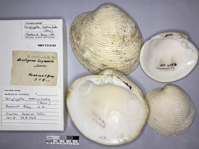 Dry Venus Clam shells beside labels.