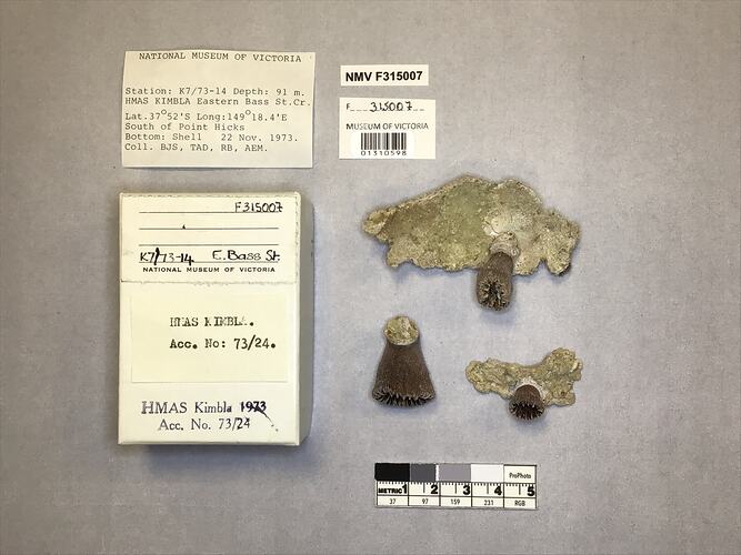 Dry stony coral specimens beside labels.