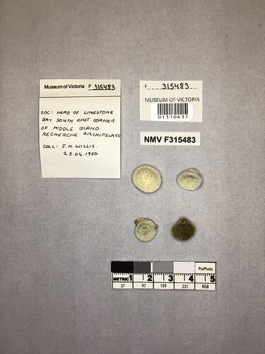 Dry stony coral specimens beside labels.