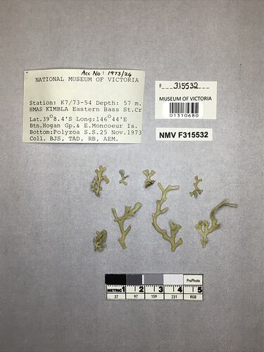 Dry stony coral specimens beside labels.