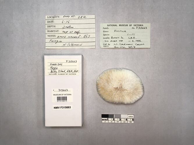 Dry coral specimen beside labels.