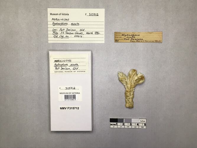 Dry coral specimen beside labels.
