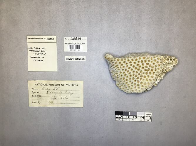 Dry stony coral specimen beside labels.