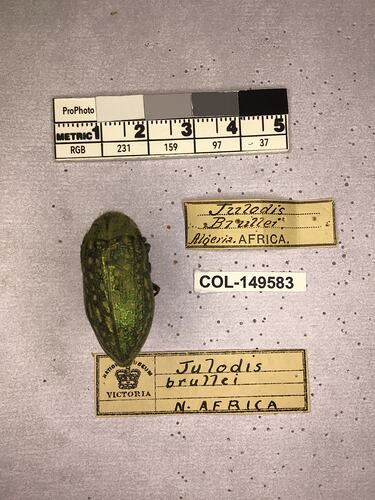 Pinned beetle specimen with labels.