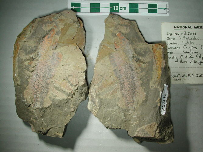 Probable arthropod fossil on rock slab.