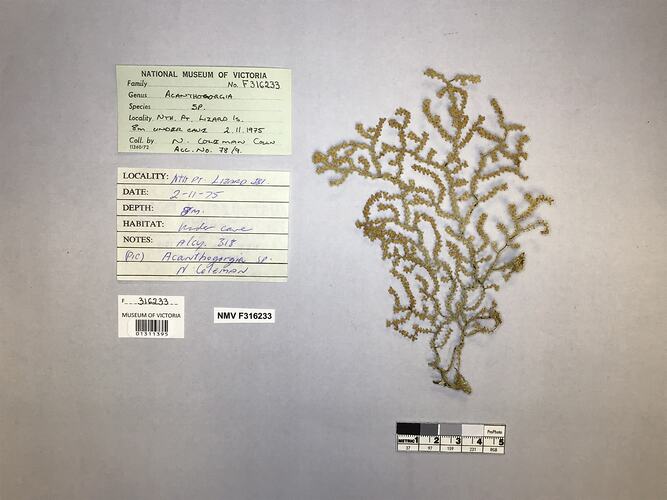 Dry soft coral specimen beside labels.