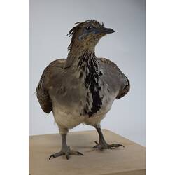 <em>Leipoa ocellata</em>, Malleefowl. [B 21692]
