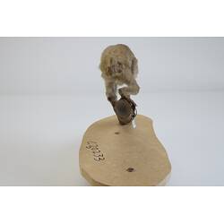 <em>Loris tardigradus</em>, Red Slender Loris. [C 30233]