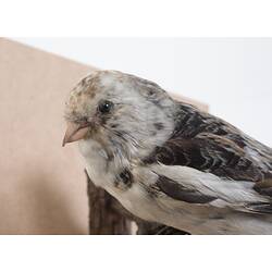 <em>Plectrophenax nivalis</em>, Snow Bunting. [58369]