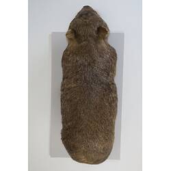 <em>Vombatus ursinus</em>, Bare-nosed Wombat. [C 28201]